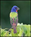 _7SB4014 painted bunting